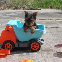 Yorkshire Terrier Puppies from Holy Terriers Yorkies