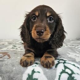 Chocolate and tan male - Chocolate and tan male Dachshund puppy in Belle Rive, Illinois from Akin's Miniature Dachshunds, LLC