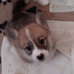 Pembroke Welsh Corgi Puppies from Renee Still Day