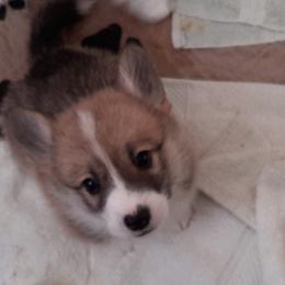 Pembroke Welsh Corgi Puppies from Renee Still Day