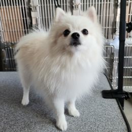 Anwen - Pomeranian