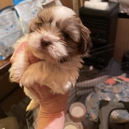 Skip - Brindle male Shih Tzu puppy in Lebanon, Tennessee from Jan’s Shihtzus