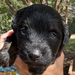 (Johnny) Cash - Black tri-color male Aussiedoodle puppy in Allardt, Tennessee from Hearth&Hound Doodles