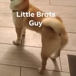 Guy - Shiba Inu