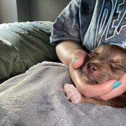 Pomsky Puppies from Urban Sky Kennel