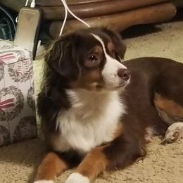 Leia - Miniature Australian Shepherd