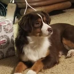 Leia - Miniature Australian Shepherd