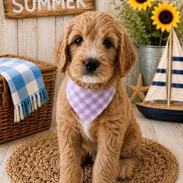 Mama Bear - Apricot female Goldendoodle puppy in Rocky Point, North Carolina from CelticDoods