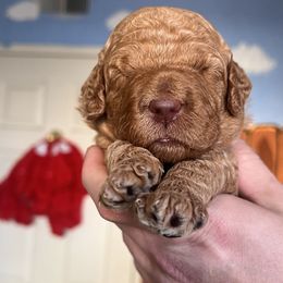 Goldendoodle Puppies from Kid's Best Doodle