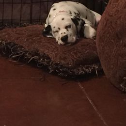 Dalmatian Puppies from River Bend Barkery