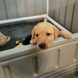 Labrador Retriever Puppies from Melissa's Labradors