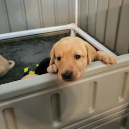 Labrador Retriever Puppies from Melissa's Labradors
