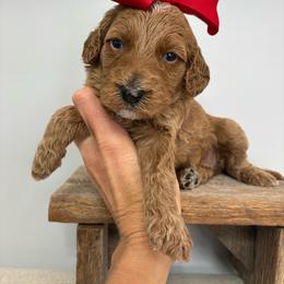 Rose - Red female Bernedoodle puppy in Calico Rock, Arkansas from Cottrell’s Poodles & Doodles