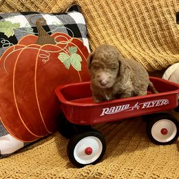Goldendoodle Puppies from Labradoodleday
