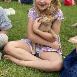 Australian Labradoodle Puppies from Magnolia Breeze Labradoodles