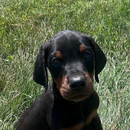 Titan - Black and rust male Doberman Pinscher puppy in Peru, Indiana from De luxe dobermans