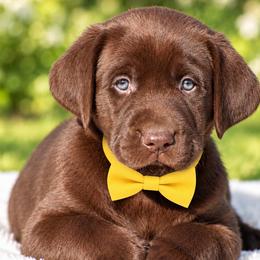 Hershey - Chocolate male Labrador Retriever puppy in Chicago, Illinois from Urbane Retrievers