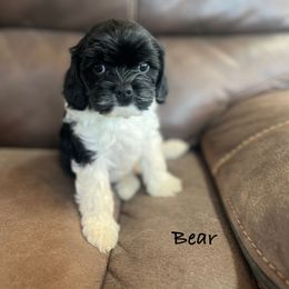 Bear - Black and white male Cavalier King Charles Spaniel puppy in Joseph, Utah from Pemberly Cavaliers