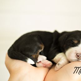 Bernedoodle Puppies from R+R Doodles