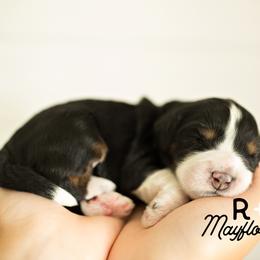Bernedoodle Puppies from R+R Doodles