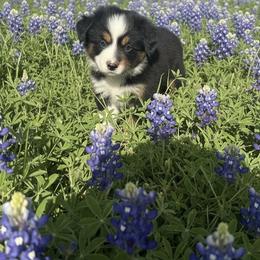 Faith Hill - Black tri female Miniature Australian Shepherd puppy in Godley, Texas from Bradley Kennels