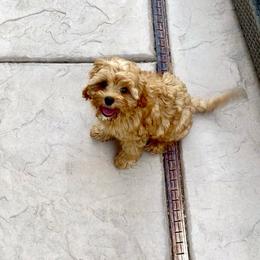 Teddy- Trained - Apricot male Cavapoo puppy in Gilbert, Arizona from Arizona Toy Cavapoos – Health‐Tested & Home‐Raised