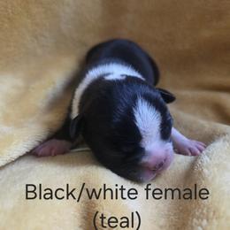 Teal Girl - Black and white female Boston Terrier puppy in Goodview, Virginia from Precious Bostie's