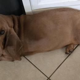 Basset Hounds from Bed-N-Bassets