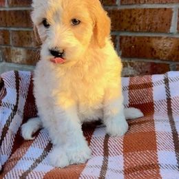 Labradoodles from Danielle’s Doods