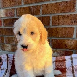 Labradoodles from Danielle’s Doods