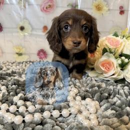 Petunia - Chocolate and tan female Dachshund puppy in Adamsville, Tennessee from Shiloh Ridge Dachshunds