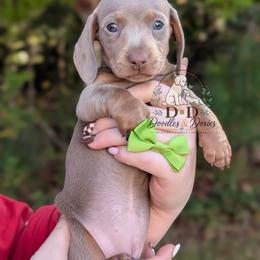 Maze - Fawn (isabella) and tan female Dachshund puppy in Bremen, Georgia from Doodles & Doxies