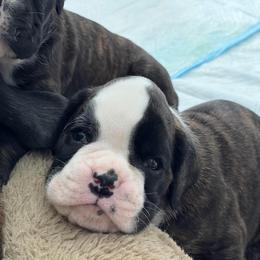 Boy 1 Falcon From Tripillya - Brindle male Boxer puppy in Lebanon, Ohio from Kennel From Tripillya