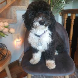 Stella - Black and white female Sheepadoodle puppy in Farley, Iowa from Iowa's Doodle Co.