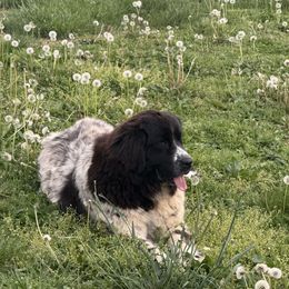 Mackenzie - Newfoundland