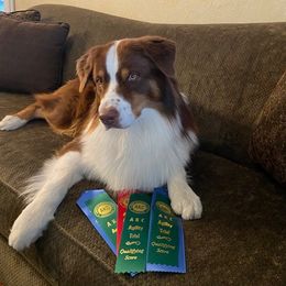 Eagan - Australian Shepherd