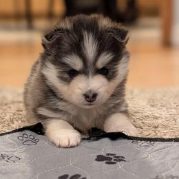 Jenna Female Blue Eyes - Black and white female Pomsky puppy in Hurleyville, New York from My Crazy Pomskys