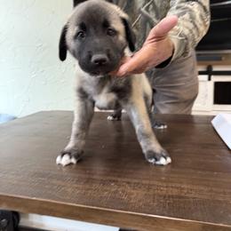 Anatolian Shepherd Dog Puppies from Swan Falls Farm