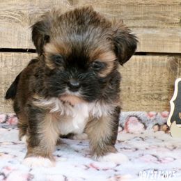 Simon - Brown male Lhasa Apso puppy in Jefferson, New York from Absolute Lhasa Love