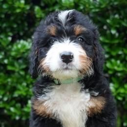 Yvette - Tri-color female Bernedoodle puppy in Folsom, Louisiana from DoodlesFarmCo