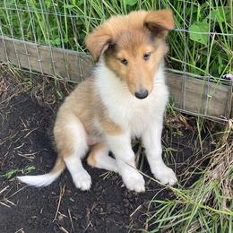 Diane - Sable and white female Collie puppy in Yulee, Florida from Three Collie Farm