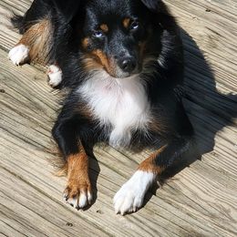 Storm - Miniature Australian Shepherd