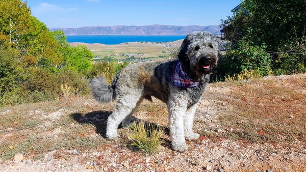 Find Bearded Retriever puppies for sale