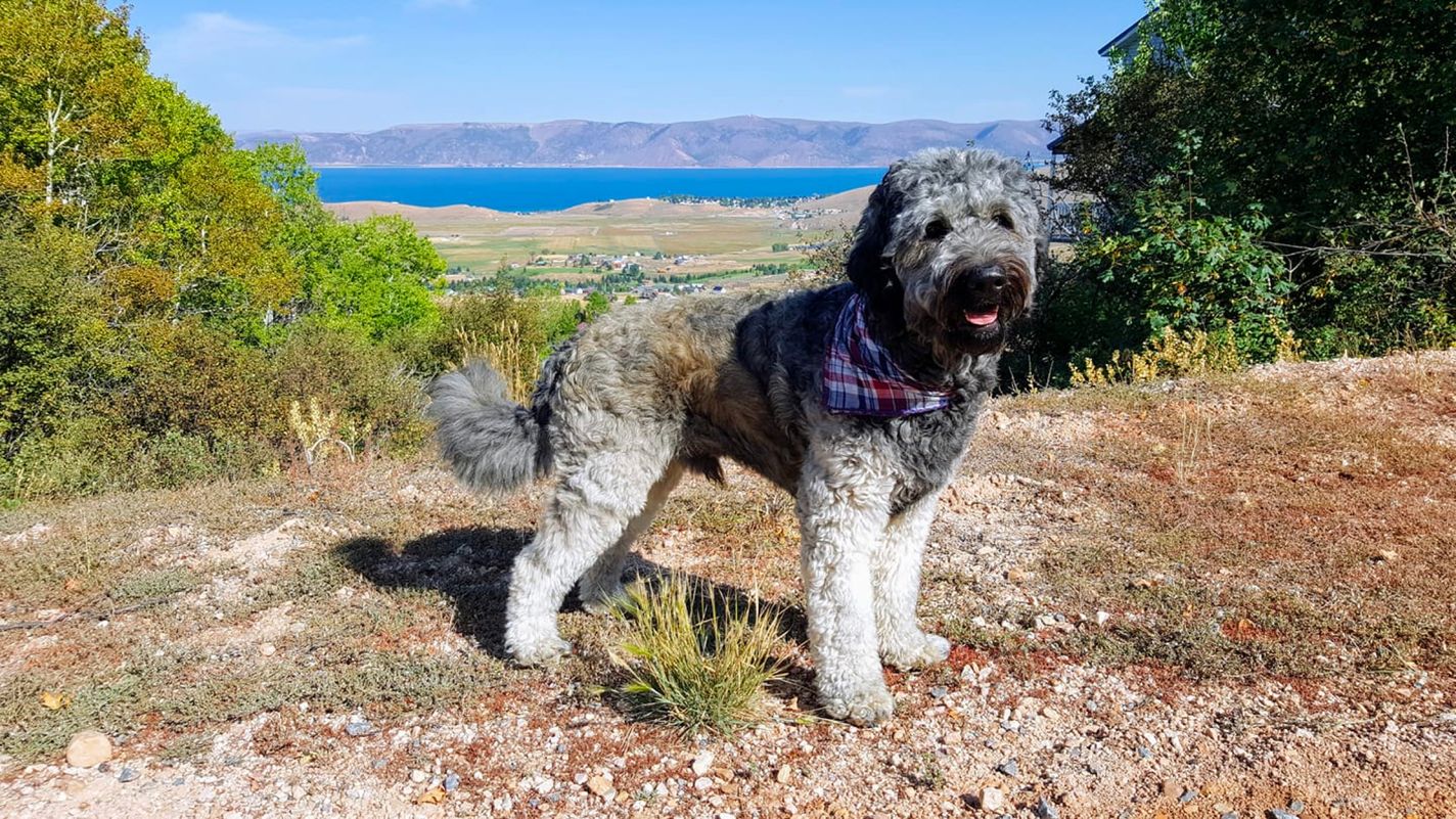 Bearded Retriever