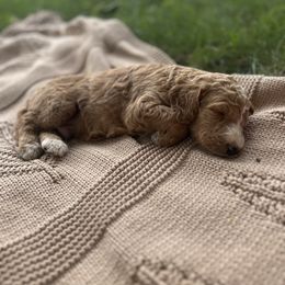 Ethan - Chocolate male Goldendoodle puppy in Shippensburg, Pennsylvania from Diller Doodle Pups