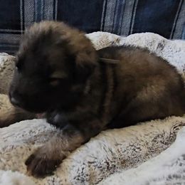 Tanzanite - Gray sable male Shiloh Shepherd puppy in Loon Lake, Washington from SilverLiningShilohs