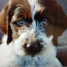 German Wirehaired Pointer Puppies from RnRwires