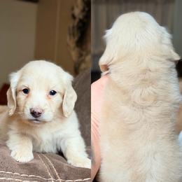 Willie - Cream male Dachshund puppy in Hornbeck, Louisiana from A&Z Mini Dachshunds