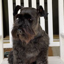 Max - Miniature Schnauzer