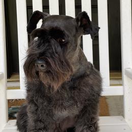Max - Miniature Schnauzer